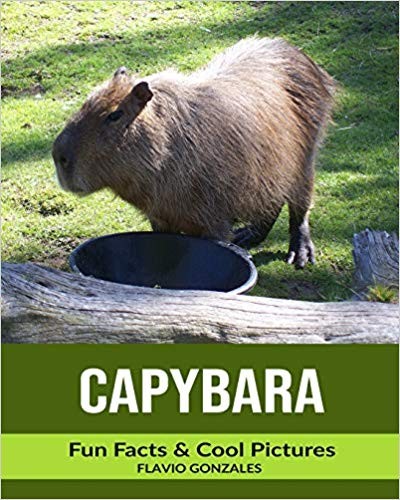 Animale din padurea tropicala